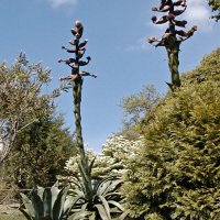 Glendurgan Garden